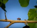 Sinekler ve Karıncalar Kardeş Payi Animasyon