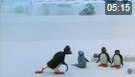 Pingu 44. Bölüm